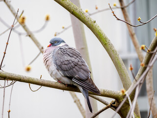 pigeon ramier  posé sur une branche, au cœur des premiers bourgeons