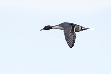 Adult male northern pintail (anas acuta) in flight