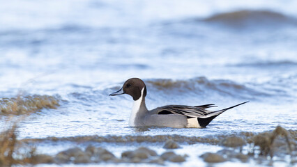 Adult male northern pintail (anas acuta) swimming at the shore