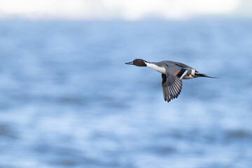 Adult male northern pintail (anas acuta) in flight