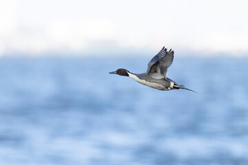 Adult male northern pintail (anas acuta) in flight