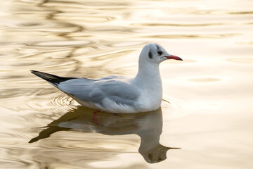Une mouette navigue sur le lac de Saint mandé, aux reflets dorés du coucher du soleil