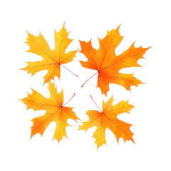 Obraz premium four vibrant orange maple leaves arranged aesthetically against a white background. showcasing the beauty of autumn foliage this design can be used for seasonal decorations. educational materials. or