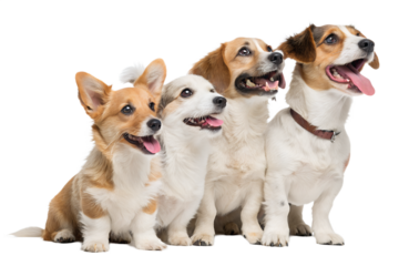 Four joyful dogs on a white background