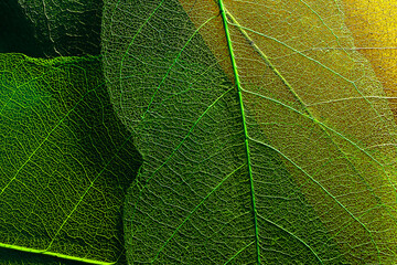leaf texture close-up. skeleton leaf closeup
