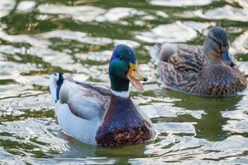 Un col vert souriant, la bouche ouverte, au de Saint Mandé dans le Bois de Vincennes à Paris