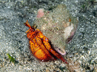 Spotted Hermit Crab (Dardanus megistos)
