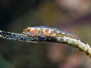 Whip coral goby (Bryaninops yongei) with eggs.