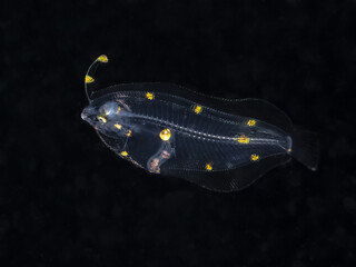 Flatfish (Bothidae) larval stage. Blackwater dive.