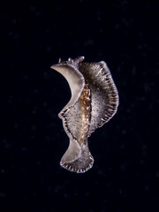 Flat worm (Pseudobiceros sp) dance - blackwater dive