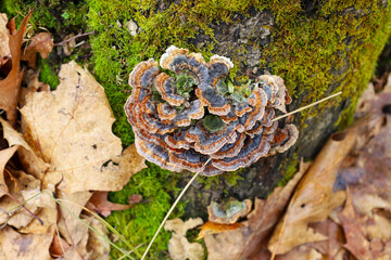 The mushroom has distinctive fan-shaped caps with concentric zones of various shades of brown,...
