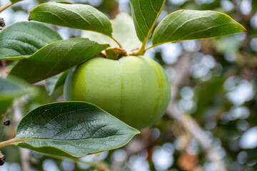 green apple on tree