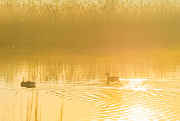 The edge of a lake in the light of sunrise in winter, Oostvaardersveld, Almere, Flevoland, The Netherlands, March 4, 202