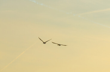Birds flying in a yellow blue cloudy sky in the light of sunrise in winter, Almere, Flevoland, The Netherlands, March 4, 2025