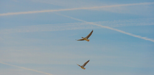 Birds flying in a yellow blue cloudy sky in the light of sunrise in winter, Almere, Flevoland, The Netherlands, March 4, 2025