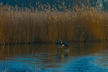 The edge of a lake in the light of sunrise in winter, Oostvaardersveld, Almere, Flevoland, The Netherlands, March 4, 202