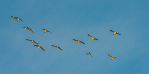 Birds flying in a yellow blue cloudy sky in the light of sunrise in winter, Almere, Flevoland, The...
