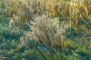 The edge of a lake in the light of sunrise in winter, Oostvaardersveld, Almere, Flevoland, The Netherlands, March 4, 202