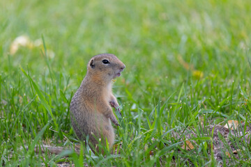 Gopher stands in the grass on a summer day