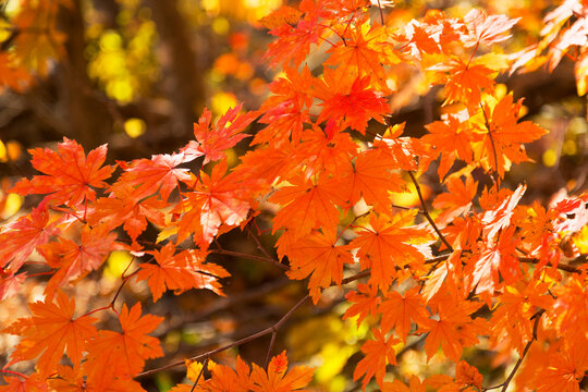 Maples with bright red leaves in autumn, Primorye, Russia