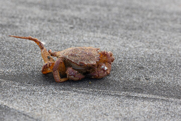 Big crab on the seashore. Close-up