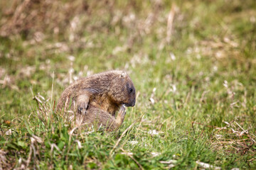 Bobak marmot stand on a grass on summer day