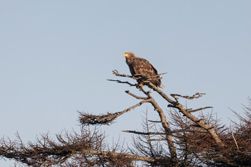 White-tailed eagle sits on a tree against the sky