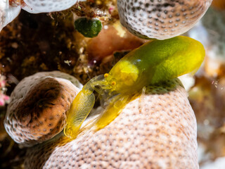 Green Ascidian Shrimp (Periclimenaeus storchi)