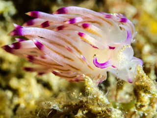 Lotos nudibranch (Coryphellina pseudolotos)