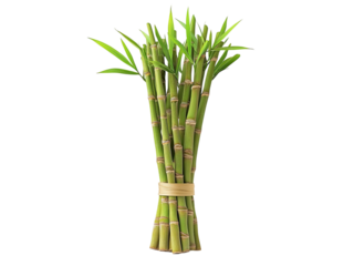 bamboo shoot