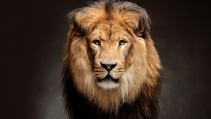 portrait d'un magnifique lion sur un fond noir