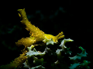 Nudibranch (Lobiger serrasifalci)