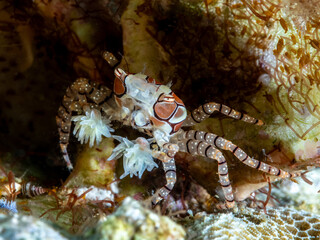 Boxer crab (Lybia tessellata)