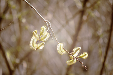 Spring background - buds of Salix caprea. Soft focus and vintage tones processing, spring background with early spring forest nature