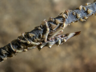Whip Coral Spider Crab (Xenocarcinus tuberculatus)