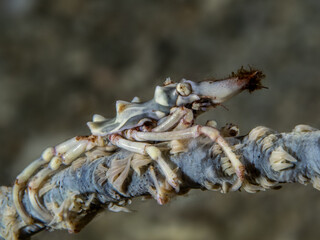 Whip Coral Spider Crab (Xenocarcinus tuberculatus)