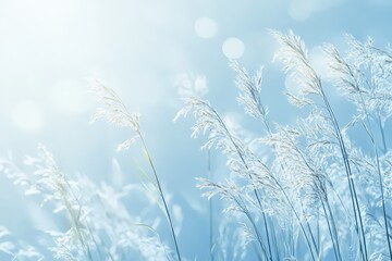 Graceful white grasses sway gently in the bright blue sky