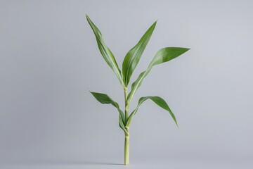 Fototapeta premium A stalk of green leaves growing from a plant stem