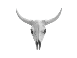 bull skull