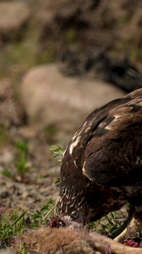 Black-chested buzzard-eagle eating dead animal in wild natural environment