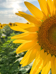 Naklejka premium Sunflower blooming in field under summer sun with cloudy sky