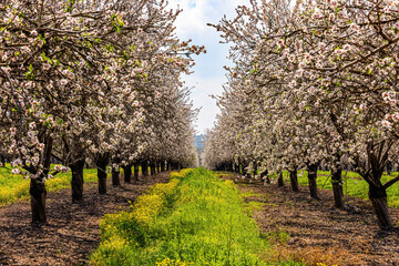 The rees grow in even rows