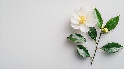Fototapeta premium White flower, leaves, bud, branch, on white backdrop for floral use