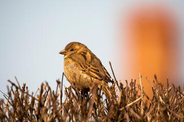 sparrow on a grass