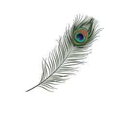 Obraz premium Peacock Feather