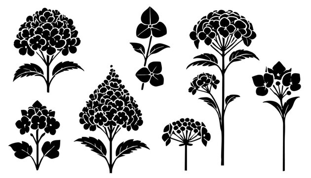 Set of black vector hydrangea silhouette illustration.
