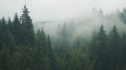 Misty Forest Bridge Overlook