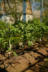 Young tomato plants in the morning. Cultivation of tomato plants with drip irrigation growing in greenhouse. High quality photo