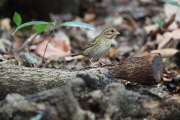 The grey bunting (Emberiza variabilis) is a species of bird in the family Emberizidae. This photo was taken in Japan.