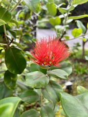 Exotic red flower among green foliage